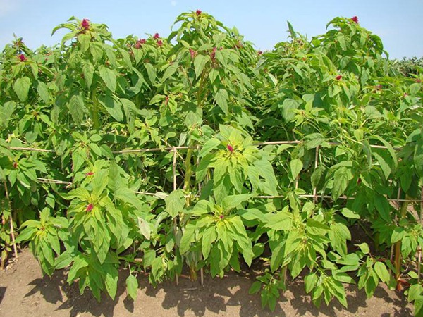 雞吃哪種牧草長的快，怎么選購養雞高效牧草
