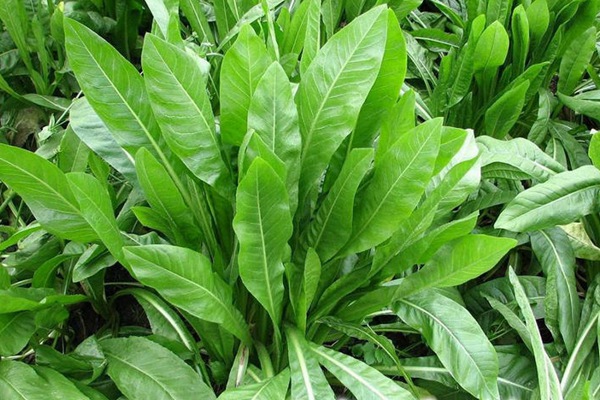 雞吃哪種牧草長的快，怎么選購養雞高效牧草