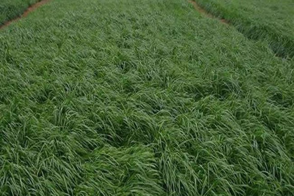 黑麥草