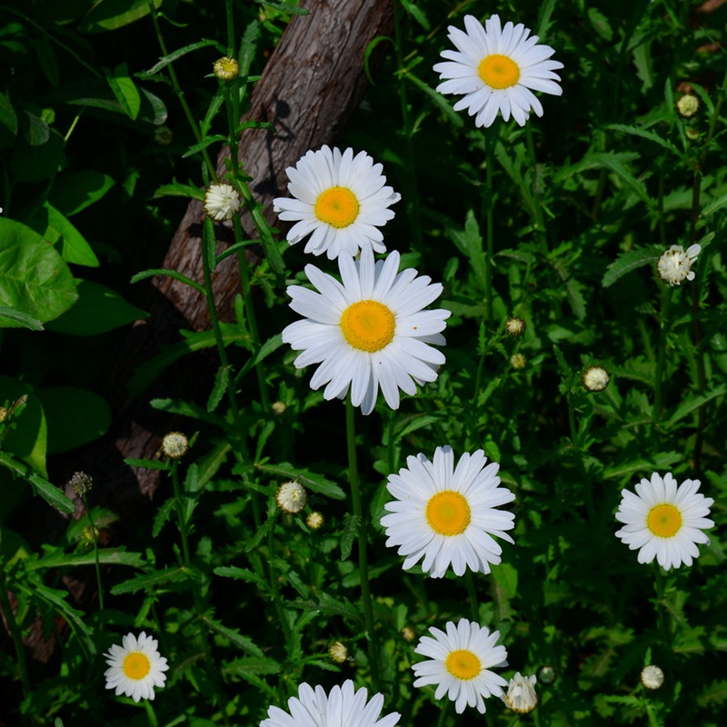 大濱菊