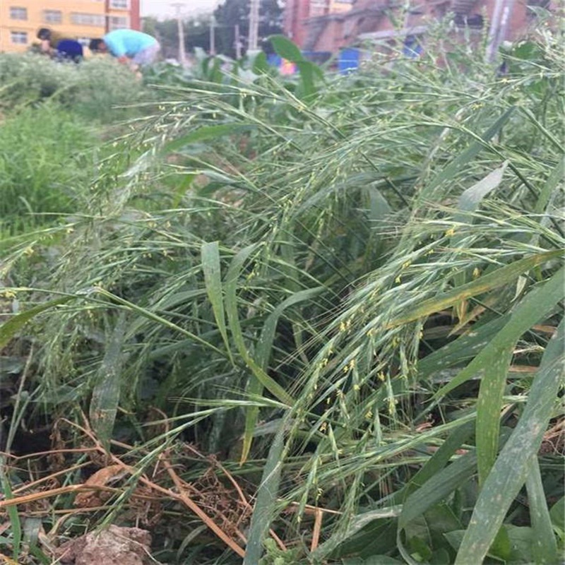 披堿草