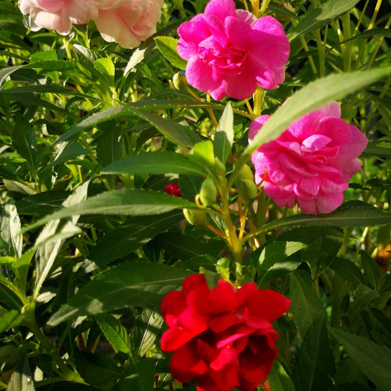 鳳仙花