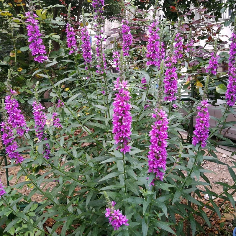 千屈菜 千屈菜