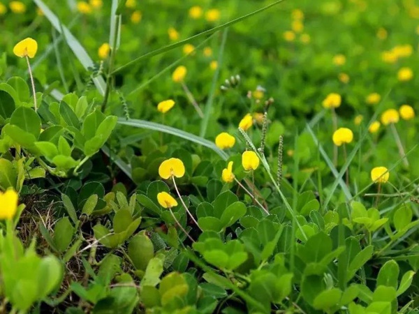 如何草坪除草，一定要用“草坪專用除草劑”？