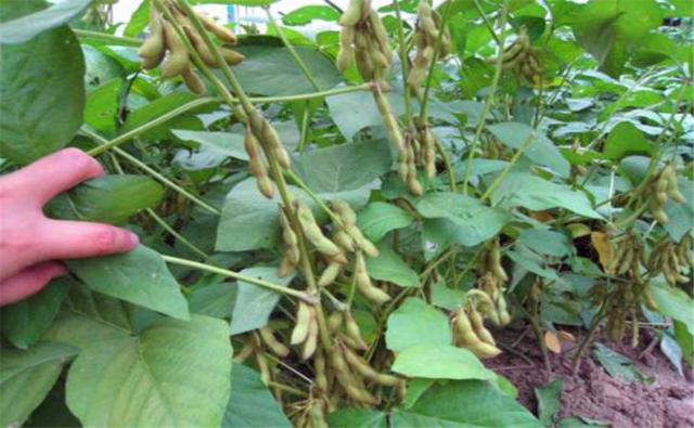 種植黑豆時，掌握技術方法產量能提升