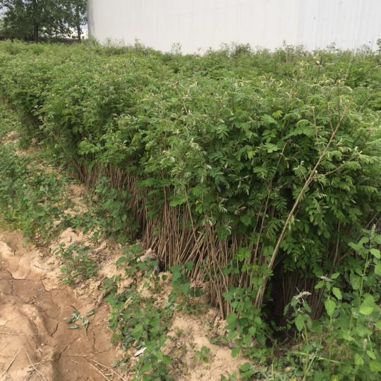 紫穗槐育苗產苗量高，繁育時間短，生長速度快