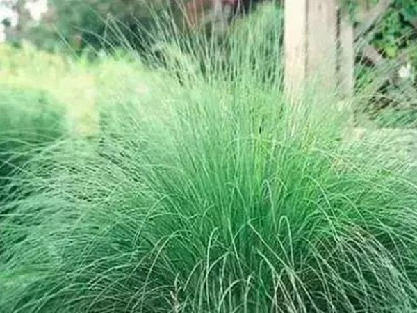 不同氣候地區(qū)怎么選擇綠化草種？有什么好的方法？