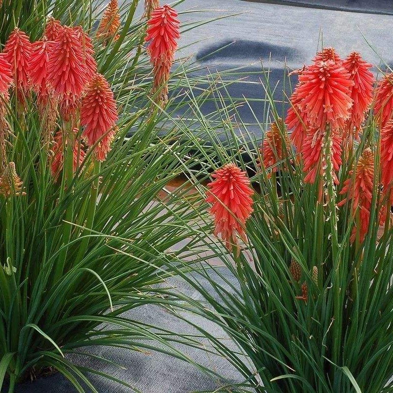 火炬花