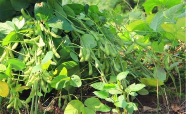 種植黑豆時，掌握技術方法產量能提升