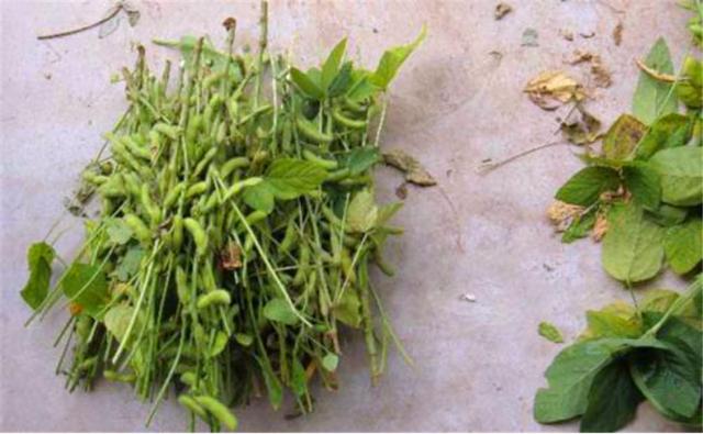 種植黑豆時，掌握技術方法產量能提升