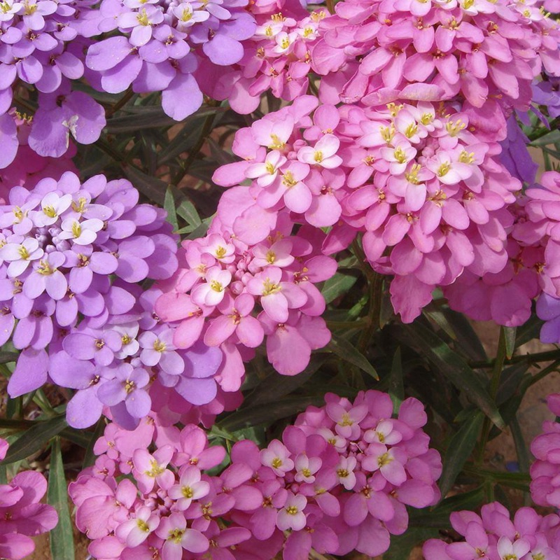 蜂室花