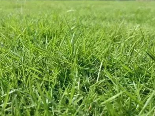不同氣候地區(qū)怎么選擇綠化草種？有什么好的方法？