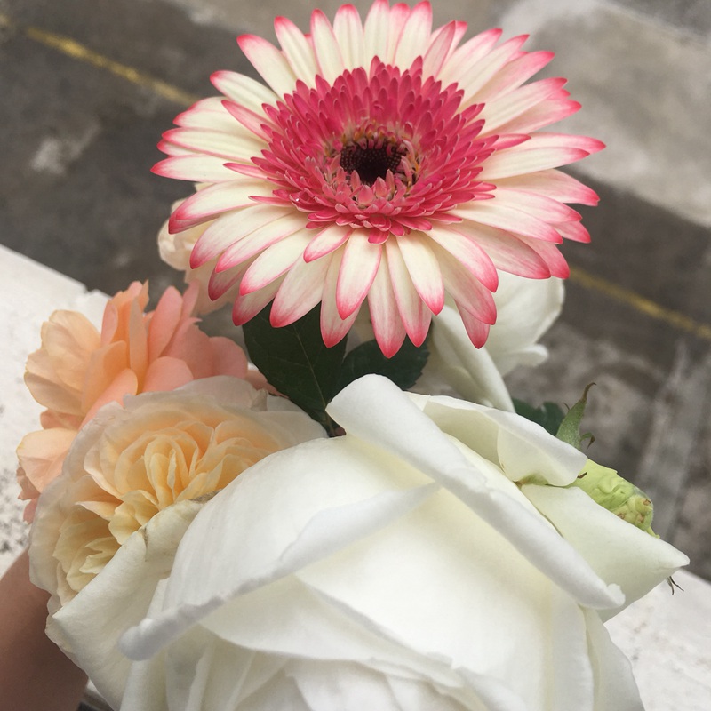 非洲菊