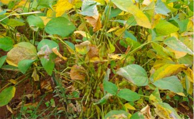 種植黑豆時，掌握技術方法產量能提升