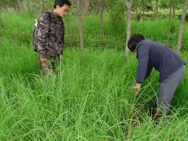 不同氣候地區(qū)怎么選擇綠化草種？有什么好的方法？