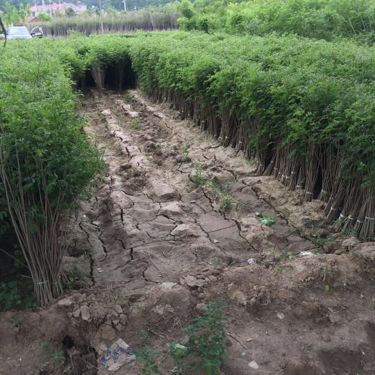 紫穗槐育苗產苗量高，繁育時間短，生長速度快