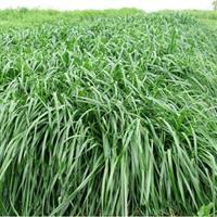秋冬季節適合養殖種牧草嗎？種植什么牧草比較好？