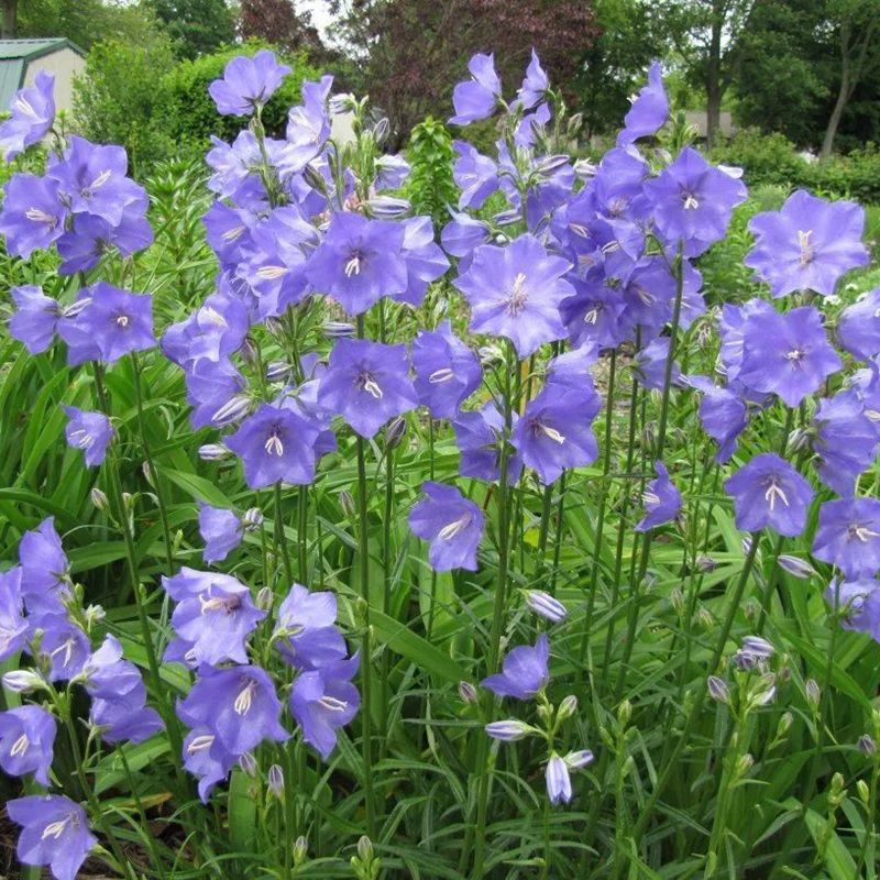 風鈴花 風鈴花