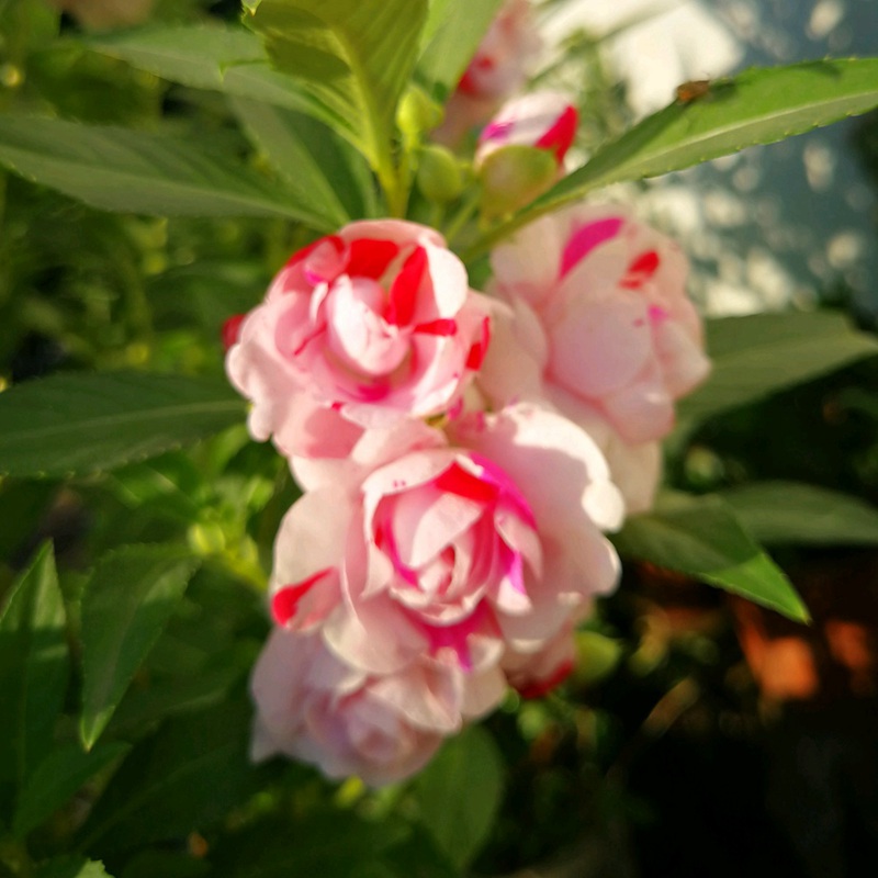 鳳仙花