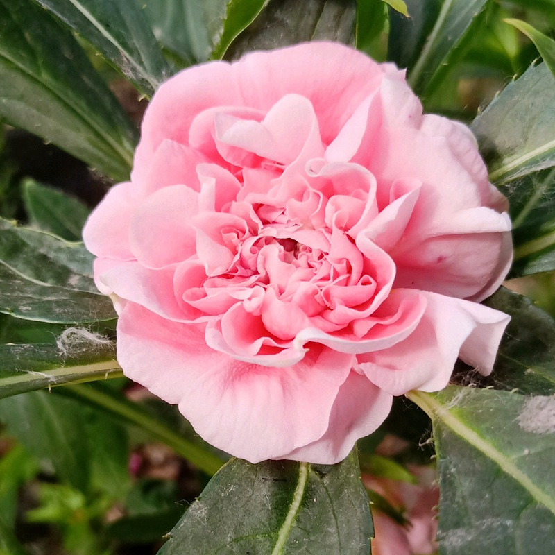 鳳仙花