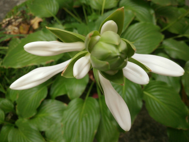 玉簪花