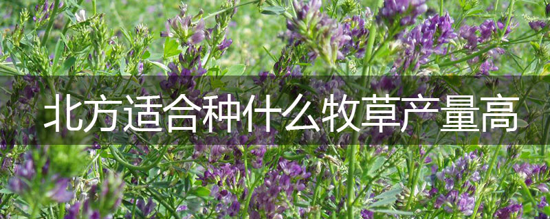 北方適合種什么牧草產量高