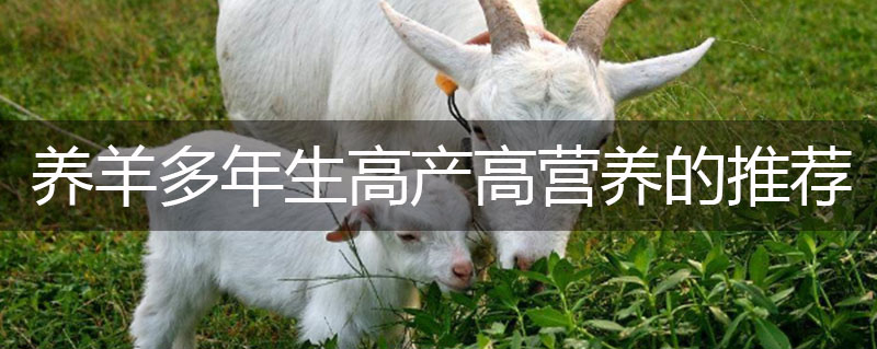 牧草種子養羊多年生高產高營養的推薦