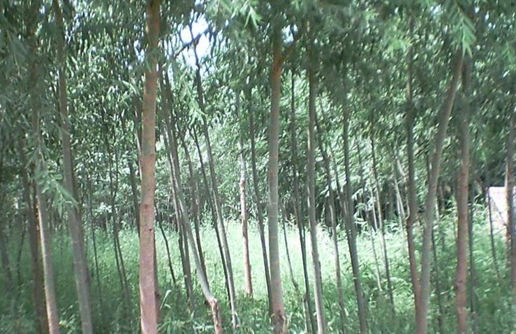 竹柳1.jpg