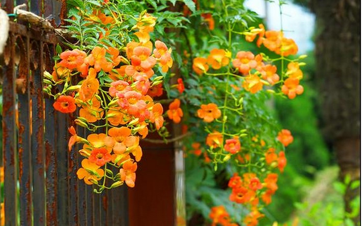 凌霄花2.jpg