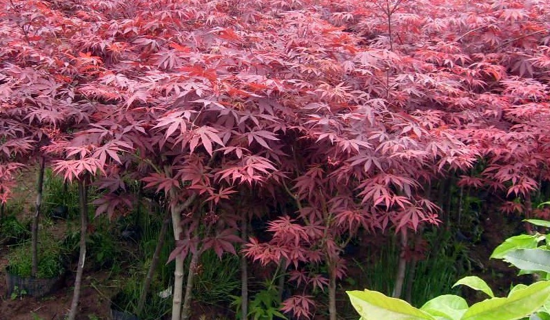 紅楓2.jpg