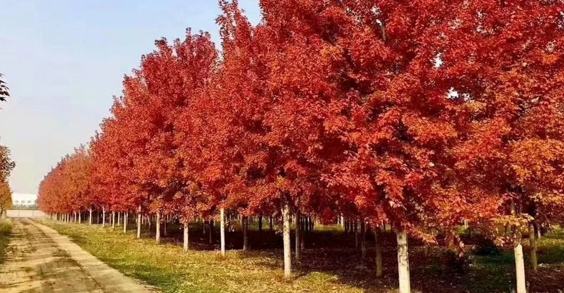 紅楓3.jpg