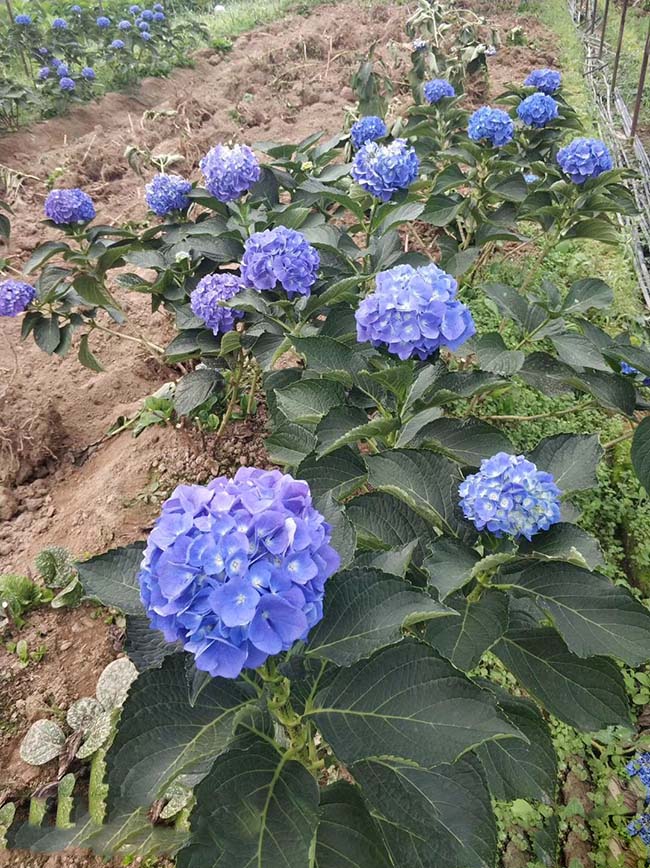 八仙花