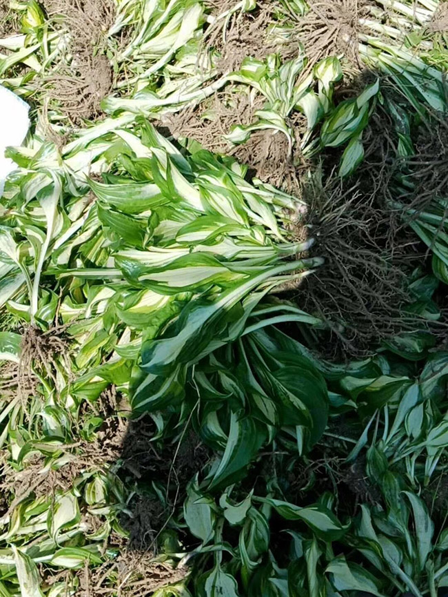 花葉玉簪