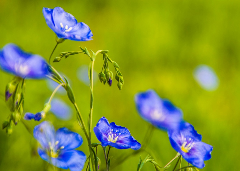 藍花22222.jpg