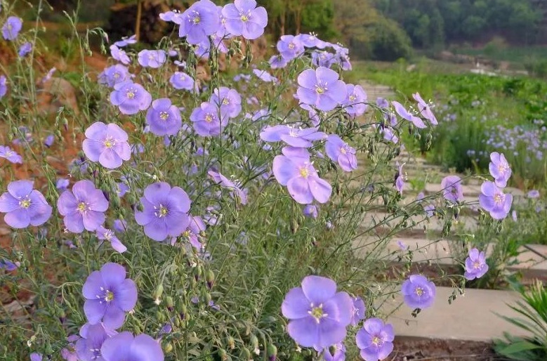 藍花33333.jpg