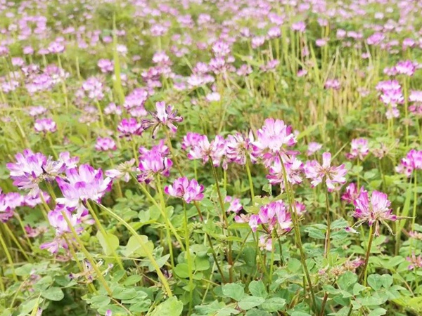 “草籽花”紫云英——滿滿的美好回憶