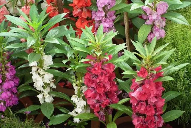 鳳仙花又稱指甲花 還可以染指甲你知道嗎