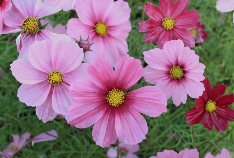 波斯菊.jpg