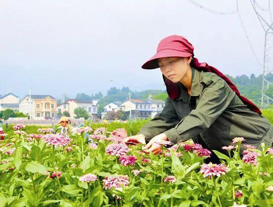 百日草生長(zhǎng)期養(yǎng)護(hù)要點(diǎn)，百日草一年四季的養(yǎng)護(hù)方法