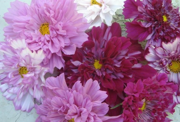 )SBHKG@ML@@QXD42_3P_28O.jpg