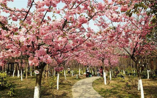 櫻花.jpg