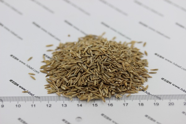 高羊茅種子