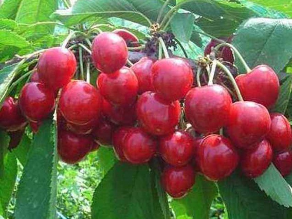 山櫻桃