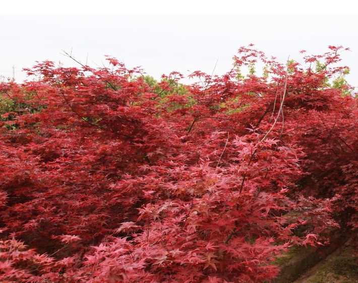 紅楓2.jpg