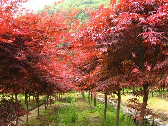 紅楓3.jpg