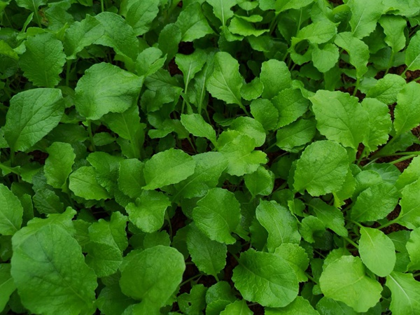 油菜