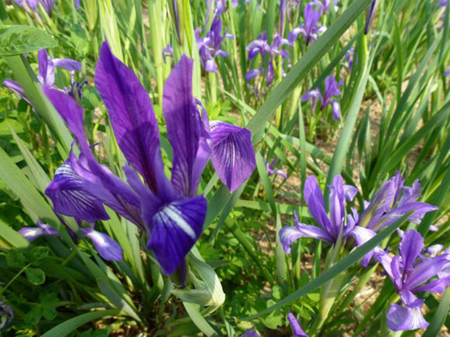 馬蘭花 馬蘭花