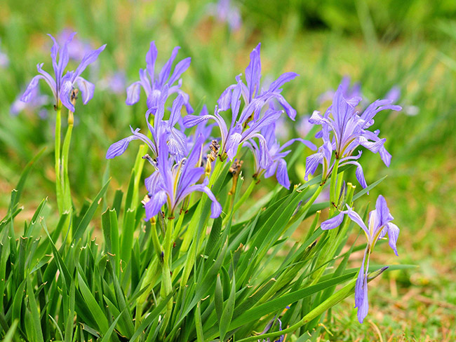 馬蘭花 馬蘭花