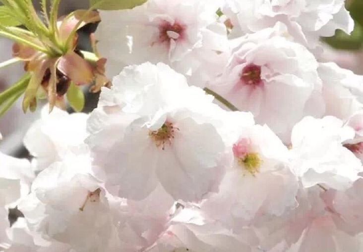櫻花4.jpg