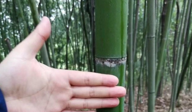 image.jpg